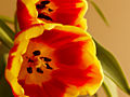 Tulipa IMG_3423 Tulipan